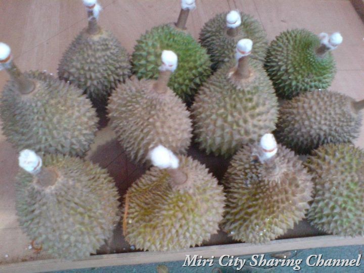 Download 93+ Gambar Durian Kunyit  Gratis HD